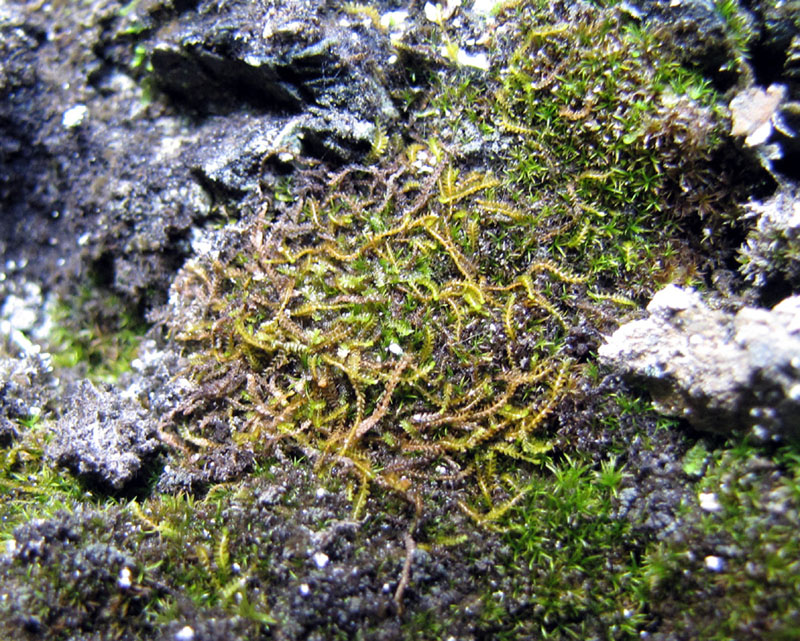 Sphenolobus minutus (synonyme : Anastrophyllum minutum)